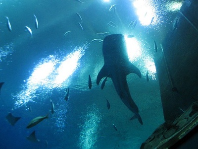Whale shark
