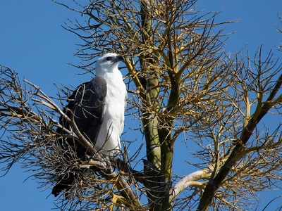 White-bellied Sea Eagle