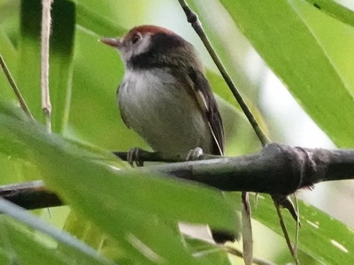 White-cheeked tody-flycatcher
