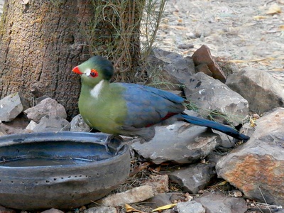 White-cheeked Turaco