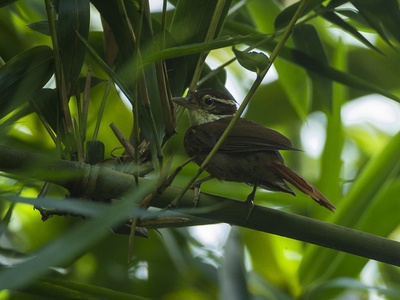 White-collared foliage-gleaner