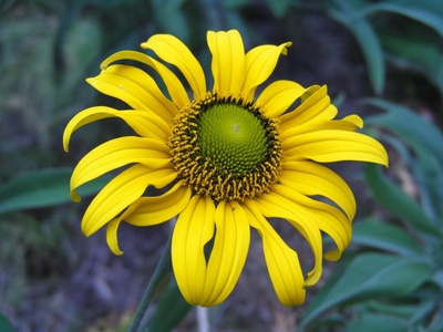 White-eared Coneflower