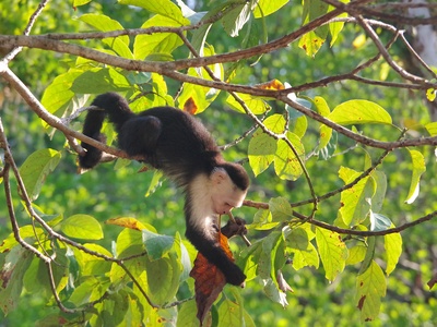 White-faced capuchin
