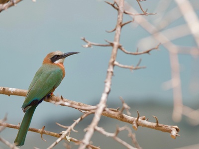 White-fronted Bee-eater