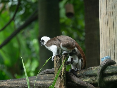 White-handed (Lar) gibbon