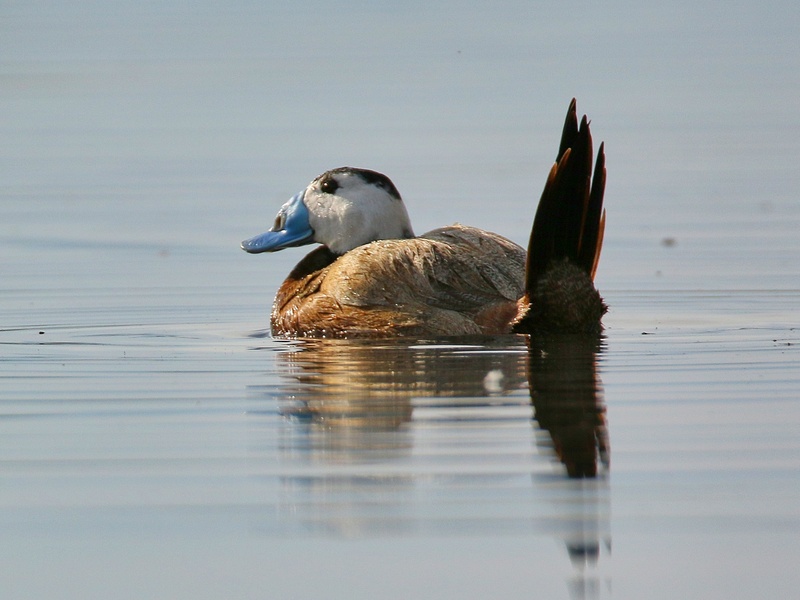 Endangered Species in Italy: The Complete List - Flora Fauna Fun