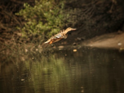 White-necked flying fox