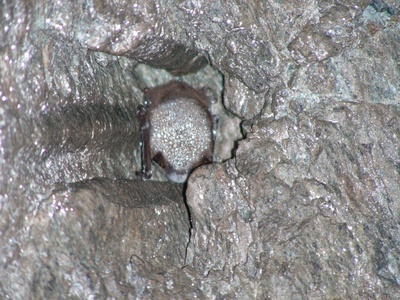 White-nose syndrome