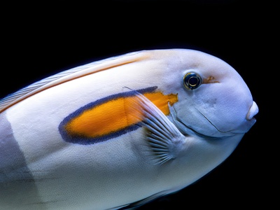 White-spotted rabbitfish
