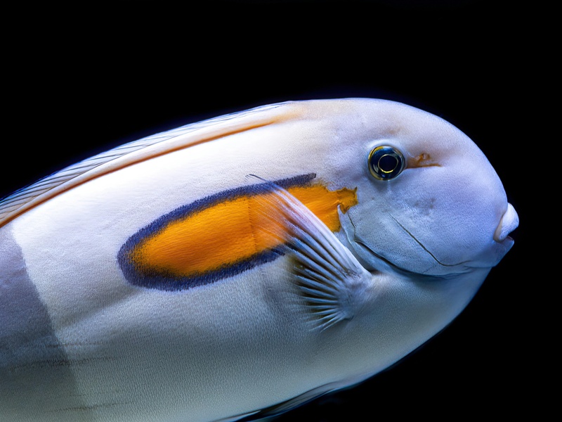 Polynesia Fish Types The Complete List of Fish of Polynesia - Flora Fauna Fun