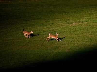 White-tailed Deer