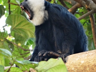 White-thighed Colobus