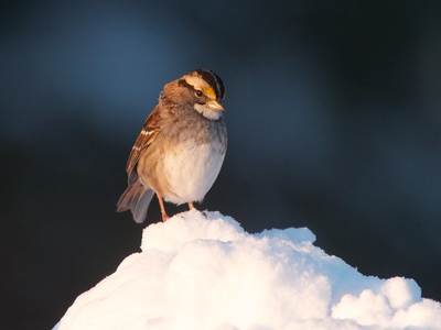 White-throated Sparrow