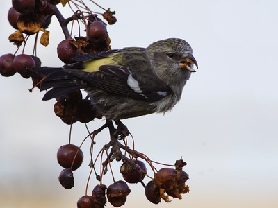 White-winged Crossbill