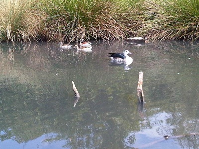 White-winged duck