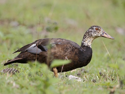 White-winged Duck