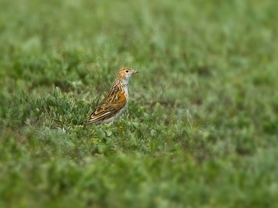 White-winged Lark