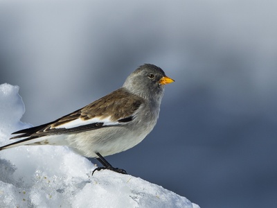 White-winged Snowfinch