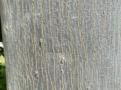 White Ash (young bark)