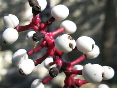 White baneberry (doll’s eyes)