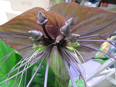 White Batflower