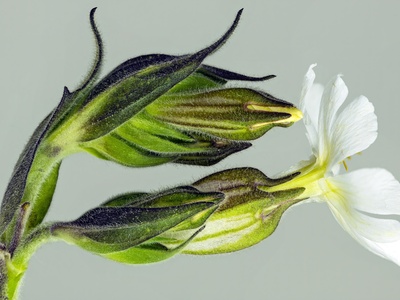 White campion