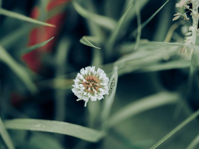 White clover