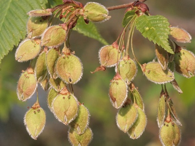 White elm