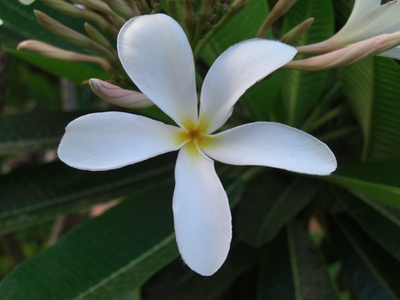 White Frangipani