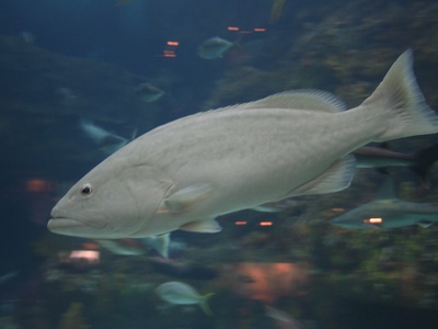 White grouper