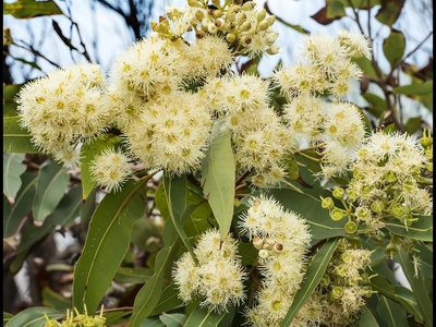 White Gum
