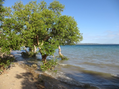White Mangrove