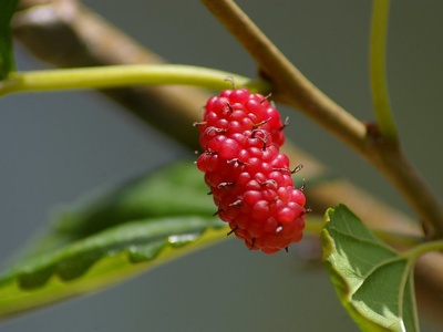 White Mulberry