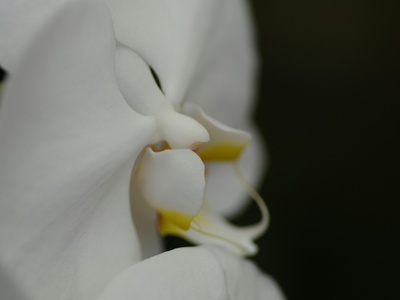 White Nun Orchid