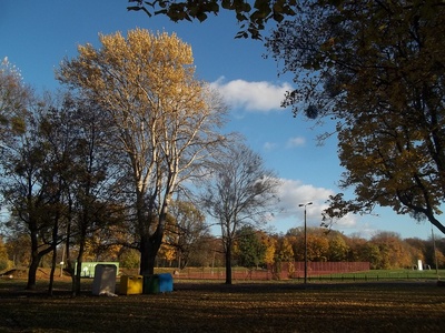 White Poplar