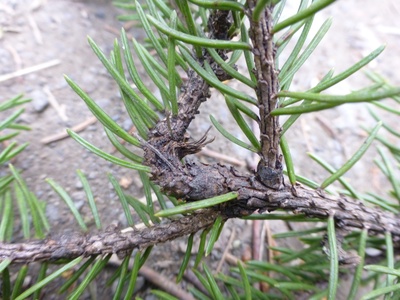 White Spruce