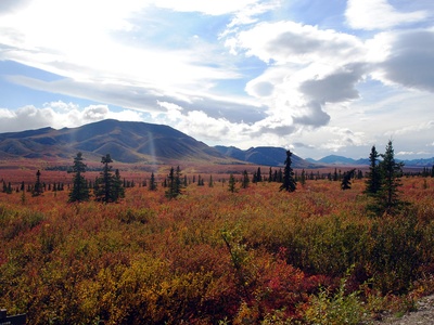 White Spruce