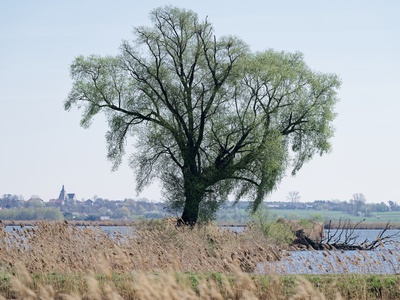 White willow