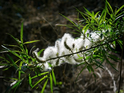 White Willow