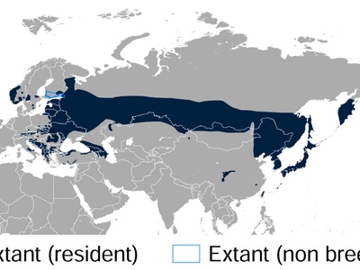 White‑backed woodpecker