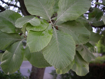 Whitebeam