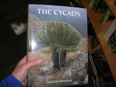 Whitelock’s Cycad