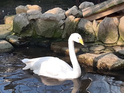 Whooper Swan