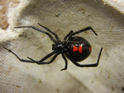 Widow spider