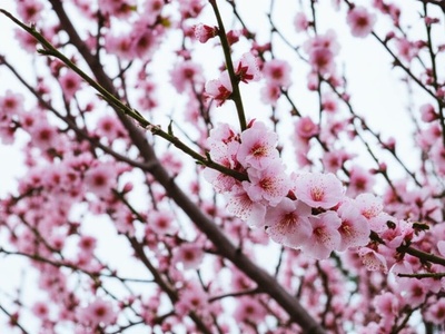 Wild Almond