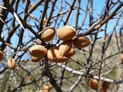 Wild Almond
