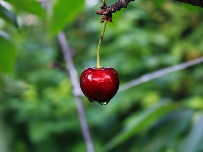 Wild Black Cherry