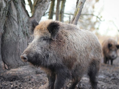 Wild Boar
