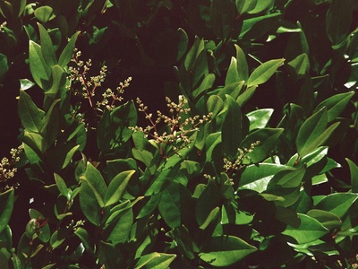 Wild Cardamom