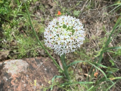 Wild garlic